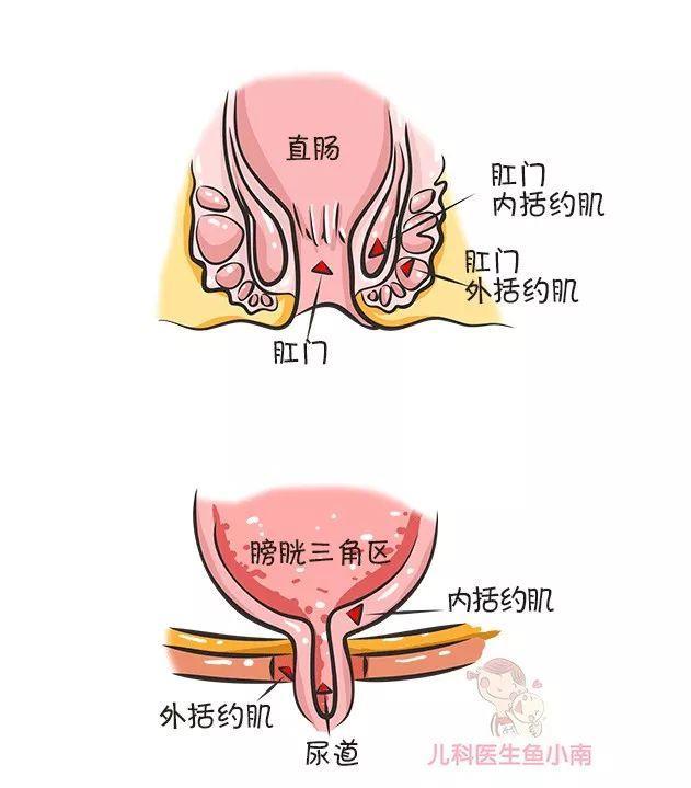 宝宝几岁能如厕训练？有哪些迹象？怎么训练？医生建议爸妈这么做