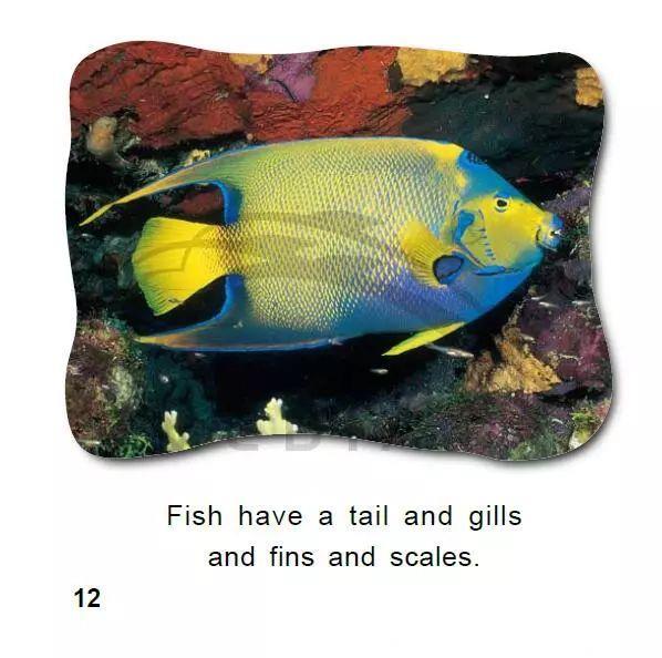 培生幼儿英语·预备级34｜鱼的真相，Fish Facts