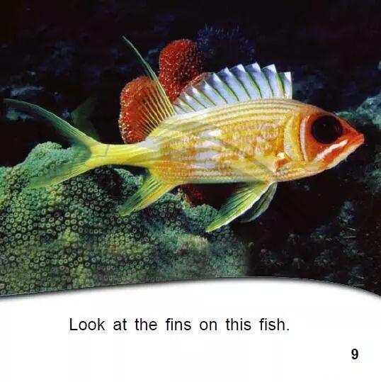培生幼儿英语·预备级34｜鱼的真相，Fish Facts