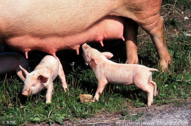 母猪产后发烧，养猪人应该打什么针？治疗效果才会好