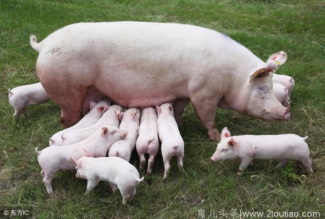 母猪产后厌食怎么回事？搞懂这些才能养好母猪！