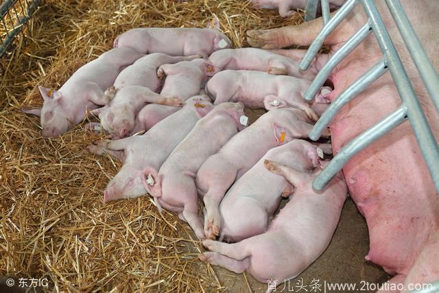 母猪产后不食的原因及防止措施，养殖户要懂的！
