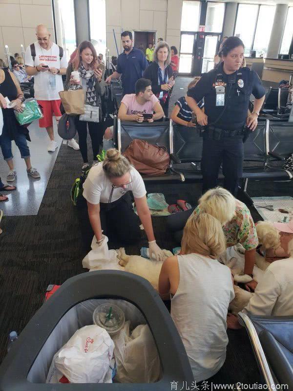 工作犬拉布拉多在机场分娩，周围乘客的举动，充满了爱
