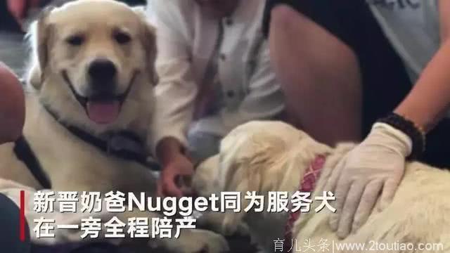 工作犬拉布拉多在机场分娩，周围乘客的举动，充满了爱