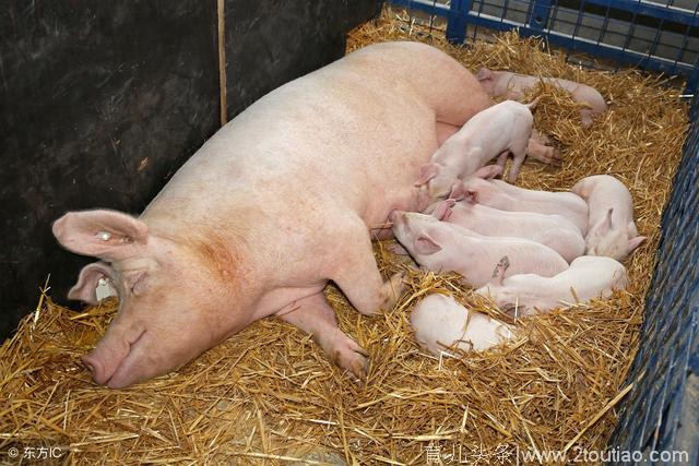母猪产后热与中暑怎么区分？新手养殖户要知道！