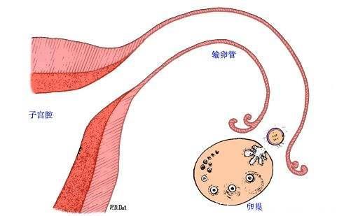 怀孕的前三个月最重要，孕妈你知道孕早期的身体是如何变化的吗？