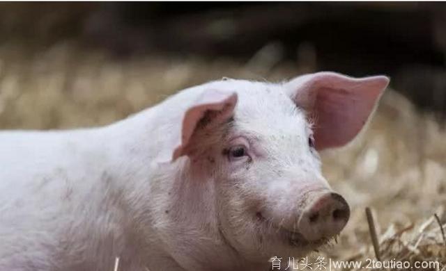夏季母猪常常产后不吃食，这到底是为啥呢？