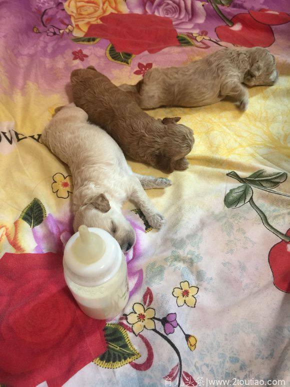狗妈妈产后去世了，留下了4只出生10天的泰迪……