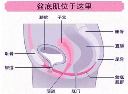 尹虎珠：产后漏尿？你知道这是盆底肌松弛了吗？