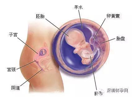「孕妇宝典」怀孕第二个月，准妈妈应该注意什么？