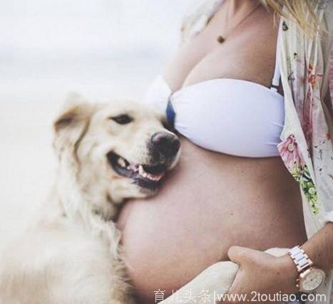 谁说怀孕不能养宠物？只要做足这些准备完全没问题！