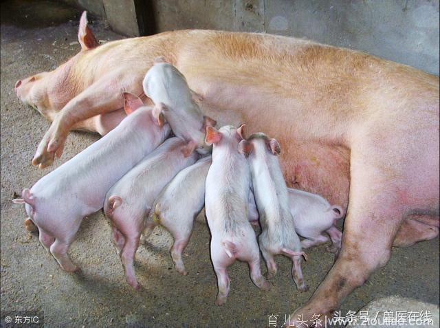 「管理」母猪“气血不足”，产后无乳，不发情……