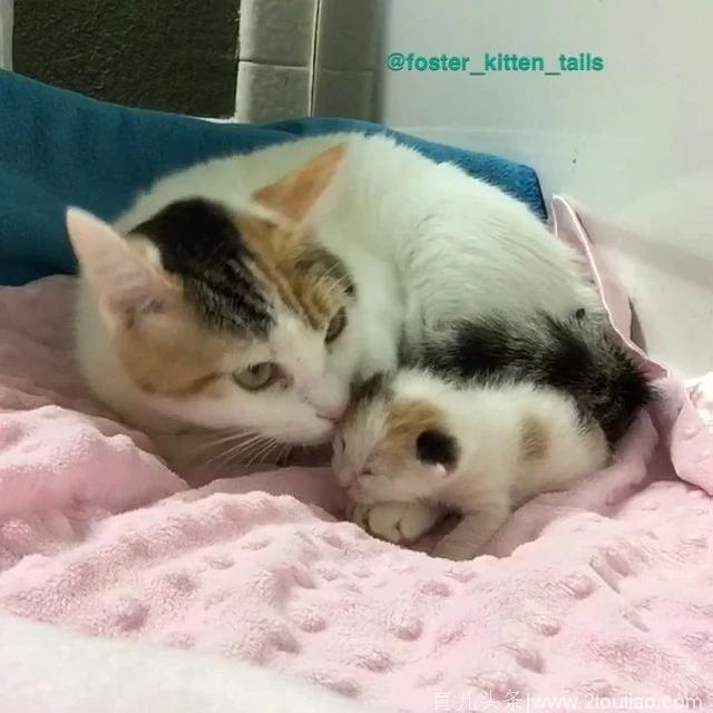 猫妈妈产后不幸丧子，把唯一存活下来的小奶猫紧紧搂在怀里