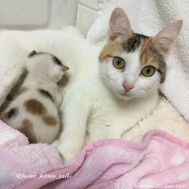 猫妈妈产后不幸丧子，把唯一存活下来的小奶猫紧紧搂在怀里