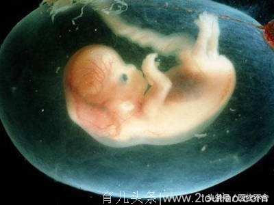 人的生命从何时开始？神奇的怀孕过程