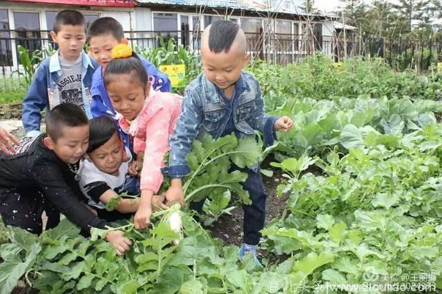 「消息树」樱花幼儿园创设幼儿蔬菜试验田 开展体验式教学