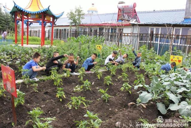 「消息树」樱花幼儿园创设幼儿蔬菜试验田 开展体验式教学