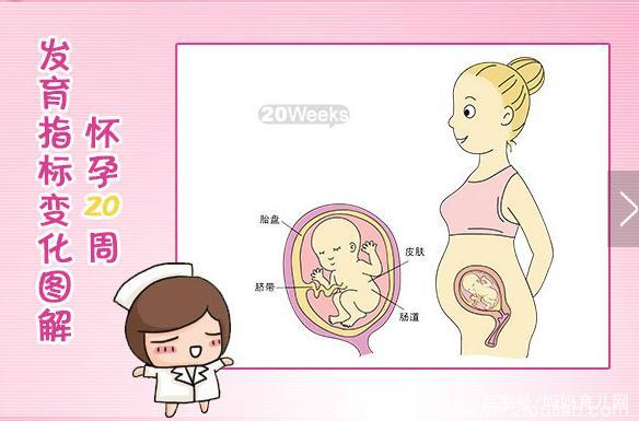 怀孕4-7个月孕妇知识小科普（附胎儿发育图）