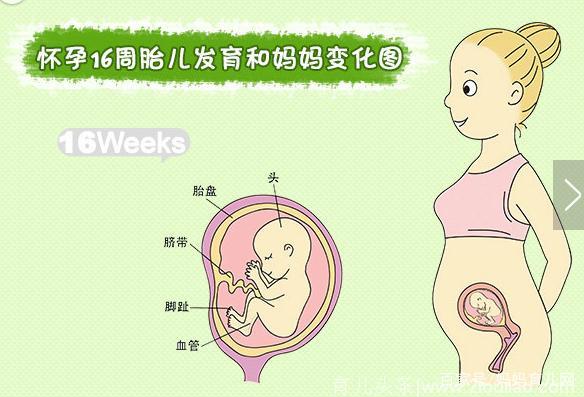 怀孕4-7个月孕妇知识小科普（附胎儿发育图）