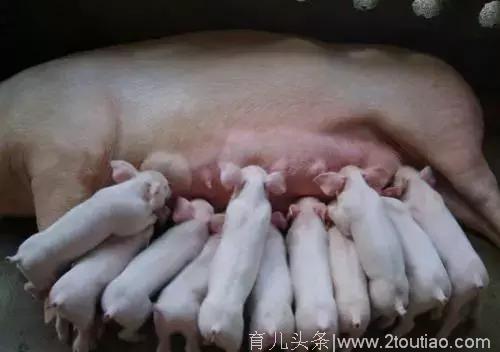 母猪产后消炎的重要性 养猪要知道