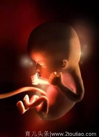 从受精卵到成型，宝宝在妈妈肚子的是怎么过的？