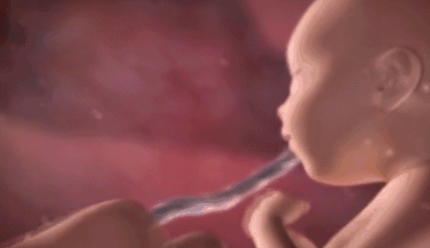 从受精卵到成型，宝宝在妈妈肚子的是怎么过的？