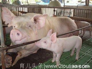 夏季母猪产前产后不食什么情况，母猪分娩日期怎么推算？