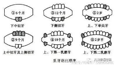 牙齿健康｜牙齿的生长规律和防止牙齿蛀牙的好方法