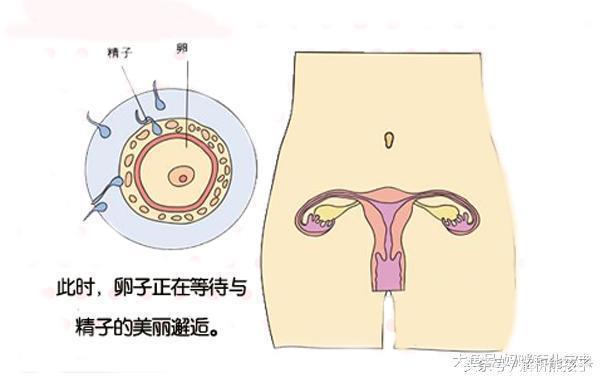 小胎儿一到四十周每周的发育图解，看看您家宝宝现在是什么样吧