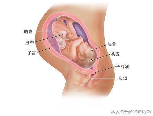 小胎儿一到四十周每周的发育图解，看看您家宝宝现在是什么样吧