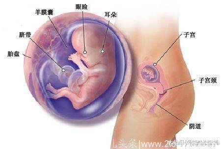 小胎儿一到四十周每周的发育图解，看看您家宝宝现在是什么样吧