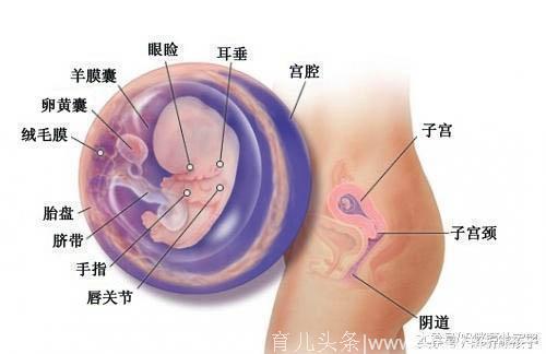 小胎儿一到四十周每周的发育图解，看看您家宝宝现在是什么样吧