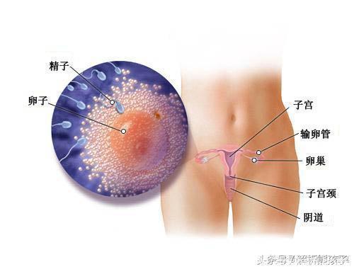 小胎儿一到四十周每周的发育图解，看看您家宝宝现在是什么样吧