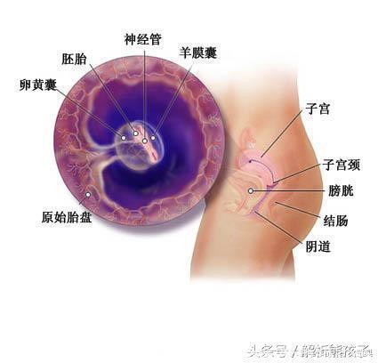 小胎儿一到四十周每周的发育图解，看看您家宝宝现在是什么样吧