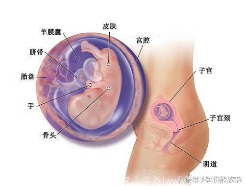 小胎儿一到四十周每周的发育图解，看看您家宝宝现在是什么样吧