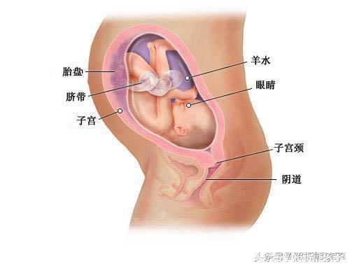 小胎儿一到四十周每周的发育图解，看看您家宝宝现在是什么样吧