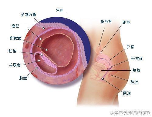 小胎儿一到四十周每周的发育图解，看看您家宝宝现在是什么样吧