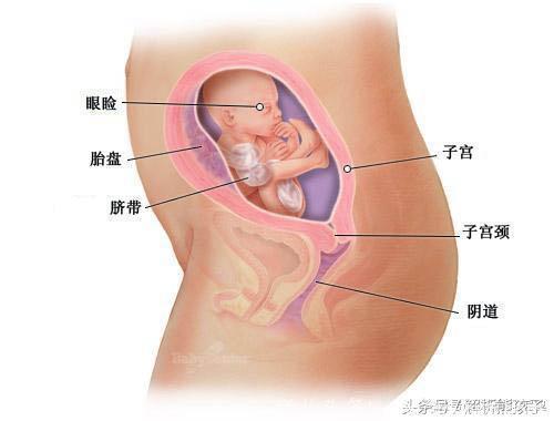 小胎儿一到四十周每周的发育图解，看看您家宝宝现在是什么样吧