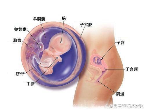 小胎儿一到四十周每周的发育图解，看看您家宝宝现在是什么样吧