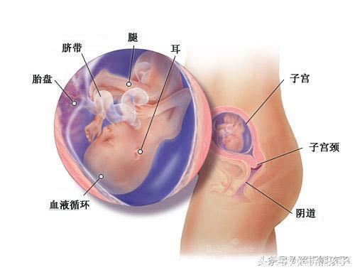 小胎儿一到四十周每周的发育图解，看看您家宝宝现在是什么样吧