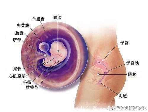 小胎儿一到四十周每周的发育图解，看看您家宝宝现在是什么样吧