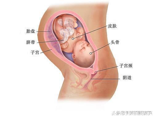 小胎儿一到四十周每周的发育图解，看看您家宝宝现在是什么样吧