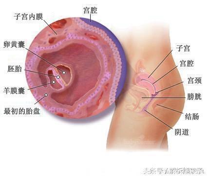 小胎儿一到四十周每周的发育图解，看看您家宝宝现在是什么样吧