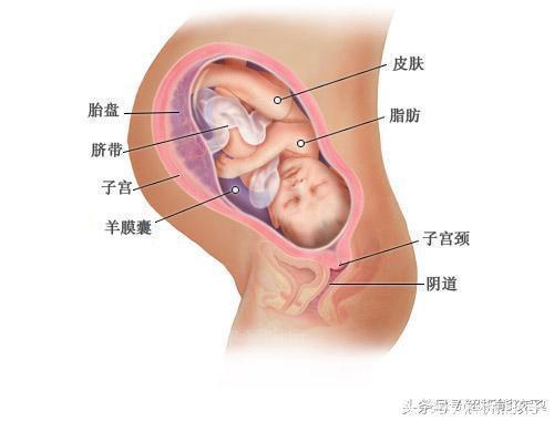 小胎儿一到四十周每周的发育图解，看看您家宝宝现在是什么样吧