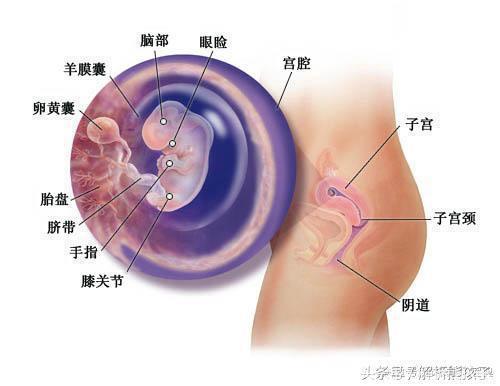 小胎儿一到四十周每周的发育图解，看看您家宝宝现在是什么样吧