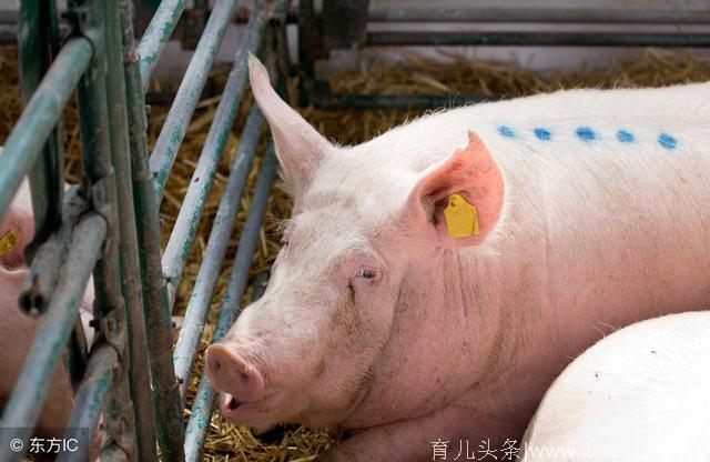 这四种便宜简单的方法，可助农民养猪人轻松解决母猪产后不食问题