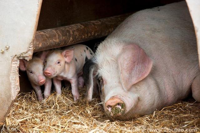 这四种便宜简单的方法，可助农民养猪人轻松解决母猪产后不食问题