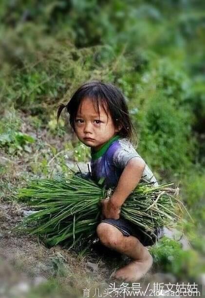 一个仅仅4岁的小女孩，在帮父母割草，她的眼神，让人心酸