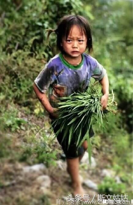 一个仅仅4岁的小女孩，在帮父母割草，她的眼神，让人心酸