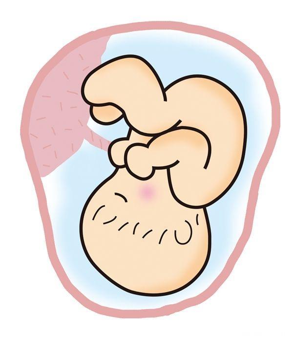 与胎儿一起分娩出来的胎盘，知否真的具有货真价实的营养价值？
